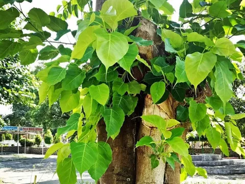 Trồng cây này trước nhà giúp chúng ta thức tỉnh, hướng thiện, chân lý thông suốt và giác ngộ