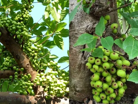 Trồng cây sung lớn trước nhà có nên không?