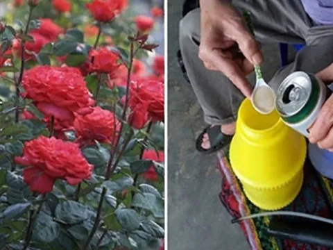 4 loại “nước thần” giúp hoa nở rực rỡ, tưới mỗi 7 ngày là cây khỏe, hoa đẹp bền lâu