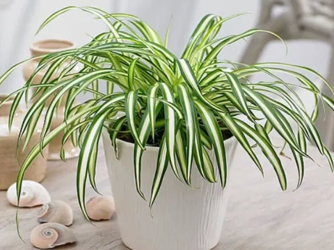 5 loại cây cảnh phong thủy trồng trong nhà, giải trừ năng lượng xấu, đem lại may mắn và tài lộc cho gia chủ