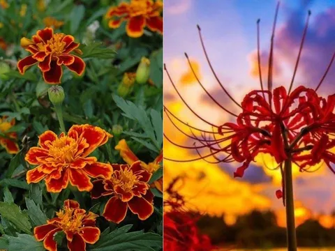 Hoa nở người buồn: 5 loại hoa không nên trồng trước nhà, không phải mê tín mà rất thực tế