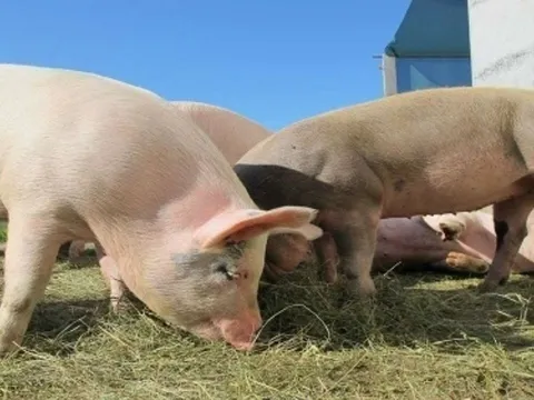 Khám phá trang trại nuôi lợn sạch nhất thế giới: Dự kiến nuôi lợn biến đổi gene để lấy tạng ghép cho người