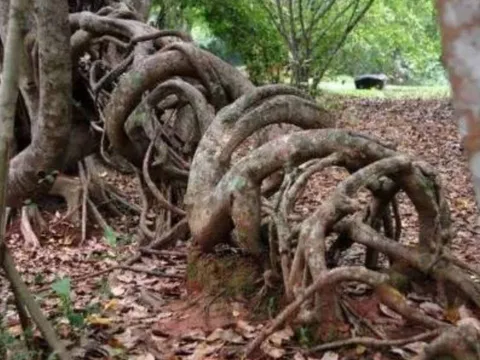 Trồng cây đa trong nhà phạm đại kỵ phong thủy: Lý do khiến tài lộc tiêu tán, gia đạo bất an