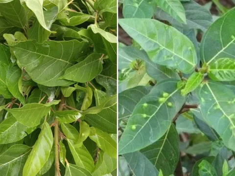 Việt Nam có 1 loại lá ăn tươi hay phơi khô đun nước uống đều tốt, giúp dưỡng gan, hạ đường huyết