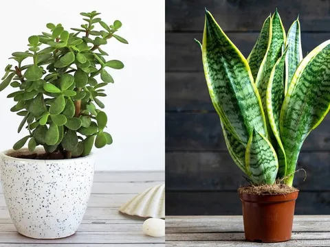 3 loại cây nên trồng vào mùa thu vừa xanh tốt vừa mang lại tài lộc giúp gia chủ tiền đẻ ra tiền