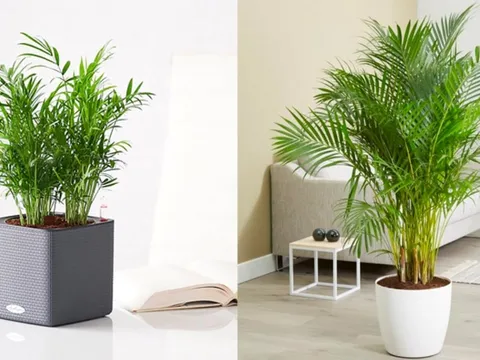 5 loại cây cảnh trồng trong nhà giúp căn nhà luôn mát mẻ, thoáng khí trong mùa hè nóng nực