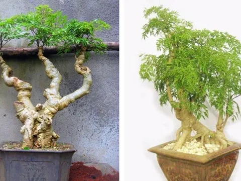 Cây đinh lăng trồng trước nhà có thật sự mang lại cát khí?