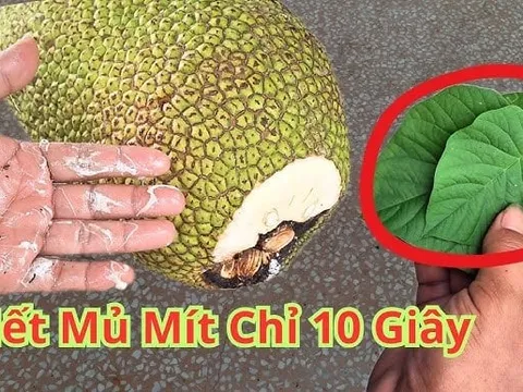 Bổ mít cứ lấy sẵn thứ này ngoài vườn, chẳng phải lo dính nhựa