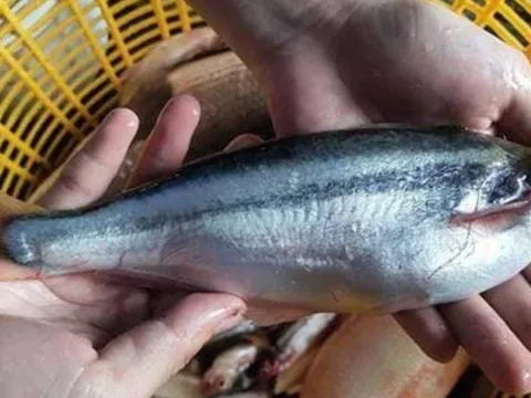 Loại cá từng bị chê rẻ bèo, nay thành đặc sản phố thị giá 200.000 đồng/kg