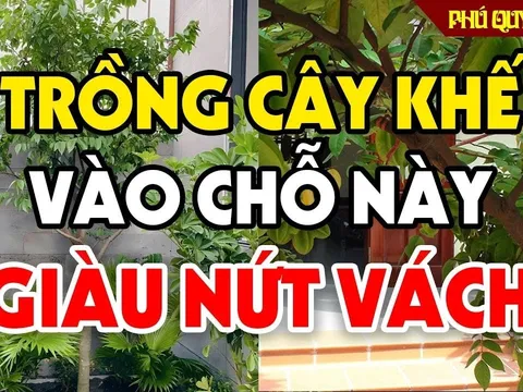 2 vị trí trồng khế trong nhà hút tài lộc, con cái 3 đời vang danh, Tiền chảy về tới tấp