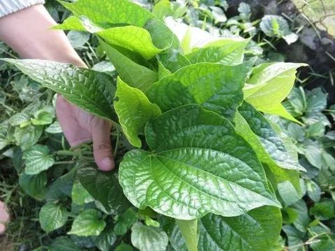 Ăn lá lốt có tác dụng gì cho sức khỏe?