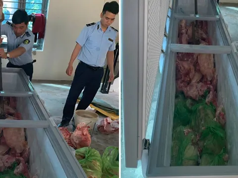 Phát hiện đường dây thu mua hơn 1,6 tấn lợn nhiễm dịch tả lợn châu Phi để bán ra thị trường kiếm lời