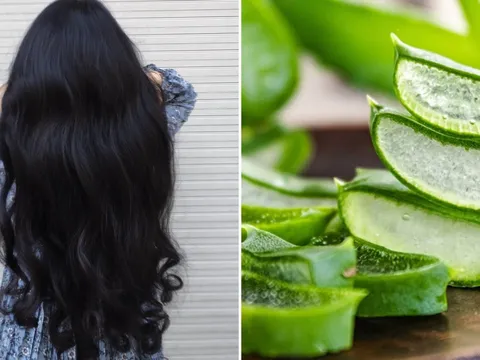 5 cách dùng nha đam cho tóc yếu, gãy rụng, giúp tóc con mọc ầm ầm