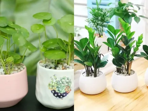 5 loại cây trồng giúp trấn trạch giữ nhà, chiêu tài hút lộc: Trong nhà có một chậu cũng đủ 'hốt bạc'
