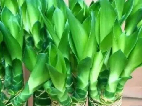 Lá vàng, rễ yếu? Chỉ cần phun bia 10 ngày/lần, cây phát lộc xanh mướt, bật rễ thẳng tắp như phép màu