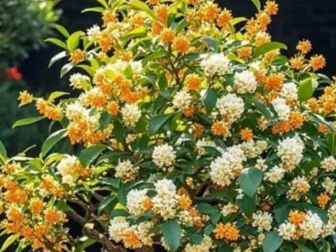 Loài cây cảnh trường thọ giới nhà giàu ưa chuộng: sống tới 200 năm, vẫn nở hoa sau khi chủ mất