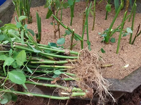 Loại rau giàu sắt gấp 3 lần thịt bò, cắm xuống đất là mọc tua tủa, ăn quanh năm