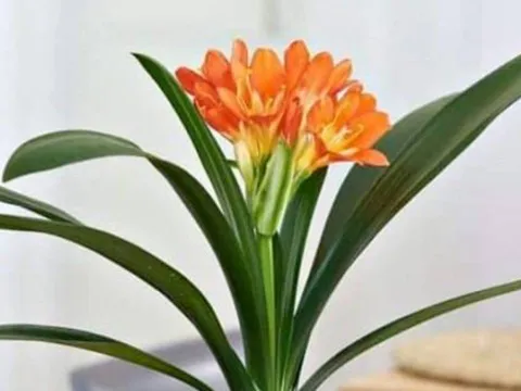 Trồng 4 loại cây này trước nhà: Cả đời an yên, con cháu phát tài, hậu vận sung túc không lo thiếu tiền