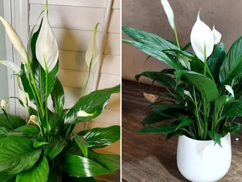 Trồng cây Lan Ý trong nhà có ảnh hưởng gì đến phong thủy?