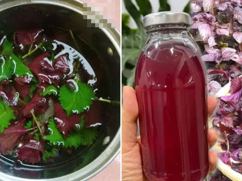 Uống nước lá tía tô không tốt cho 6 nhóm người này