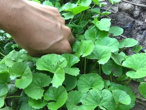 3 loại rau rẻ hơn thịt - bổ hơn thuốc, mọc dại đầy vườn mà nhiều người nhổ bỏ
