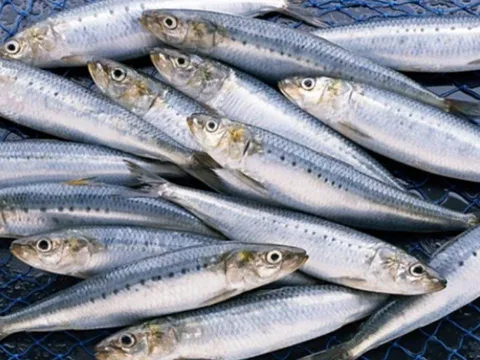 5 loại cá béo giàu omega-3 giúp giảm mỡ nội tạng, ăn đều đặn tốt cho tim mạch và vóc dáng