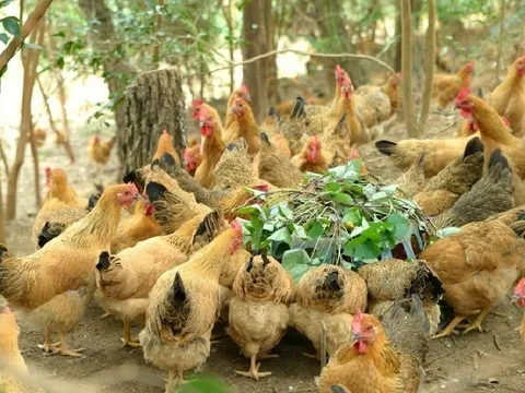 Cặp vợ chồng không thể ly hôn vì tranh chấp... 53 con gà, con vịt