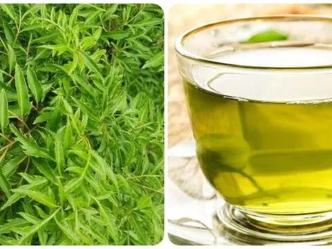 Uống nước lá đinh lăng hàng ngày có tốt không?