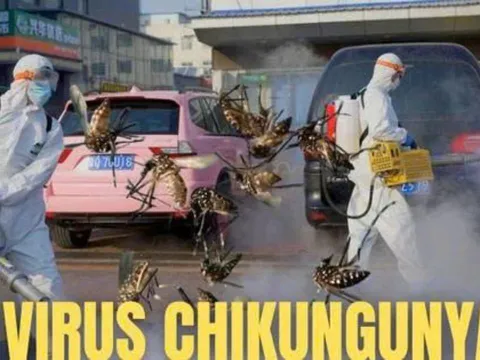 Chikungunya - Dịch bệnh WHO cảnh báo đang lan rộng toàn cầu nguy hiểm như thế nào?