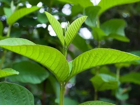 5 lợi ích khi nhai lá ổi, số 1 tốt cho cả nam và nữ
