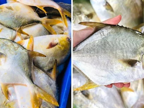 Loại cá thuộc top cá biển ngon nhất, thịt thơm ngon, ít xương: Giá cực rẻ, ra chợ thấy phải mua liền