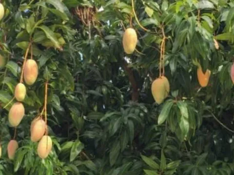 Loại cây phong thủy tụ lộc: Trồng trước nhà tài vận hanh thông, chặt đi là mất phúc!