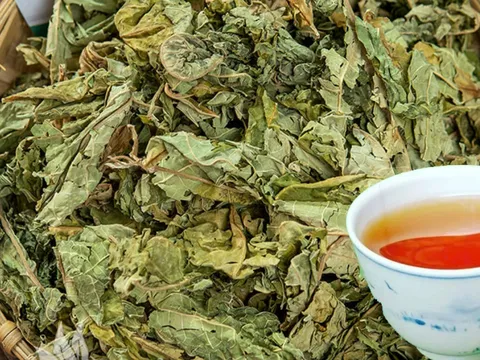 Việt Nam có 1 loại lá phơi khô, đem đun nước uống giúp dưỡng gan thận, hạ đường huyết