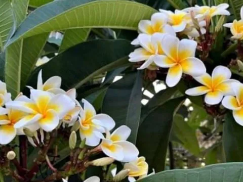 Cẩn thận với 5 loài hoa đẹp nhưng trồng trước nhà dễ rước họa: Tiền bạc thất thoát, bệnh tật kéo dài!