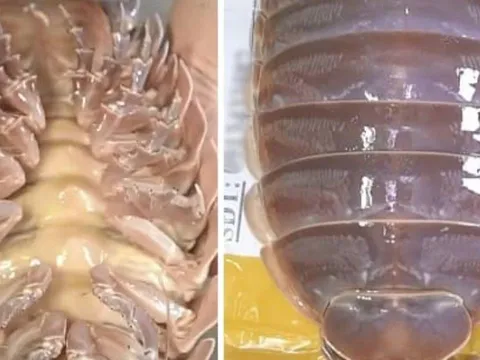 Loại hải sản “nhà giàu” tại Việt Nam: Giá 4 triệu đồng/con vẫn gây tranh cãi mạnh mẽ