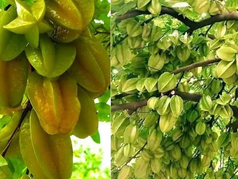 Năm 2025 trồng cây khế cực tốt: Có nên trồng trước cửa nhà không?