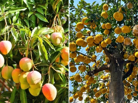 Trước nhà trồng 3 loại cây này, tài lộc đến tới tấp, đời đời giàu sang, phú quý