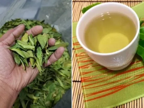 Việt Nam có một loại lá là ‘kháng sinh tự nhiên’, phơi khô đun nước uống tốt cho gan, giúp hạ đường huyết