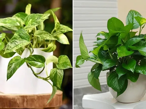 3 người không nên trồng cây trầu bà kẻo phá tài, tán lộc