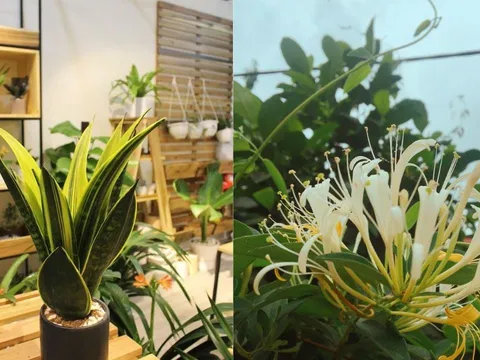 5 loại cây vừa tốt Sức Khỏe vừa chuẩn phong thủy nên trồng trong nhà