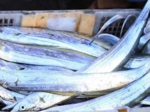 6 loại cá biển quý hiếm không nuôi được nhân tạo, thịt ngon hiếm có khiến dân sành ăn săn lùng
