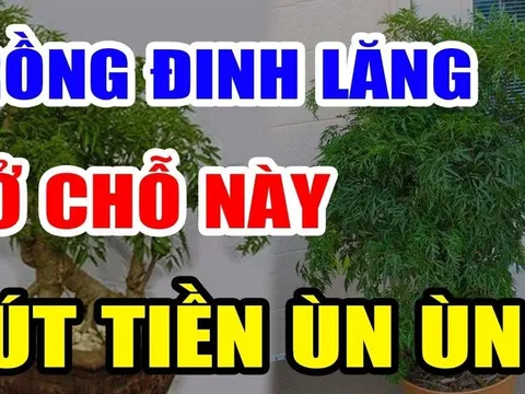 Cây Đinh Lăng trấn giữ của cải đừng trồng linh tinh: Trồng ở vị trí này giàu có 3 đời không biết quá phí