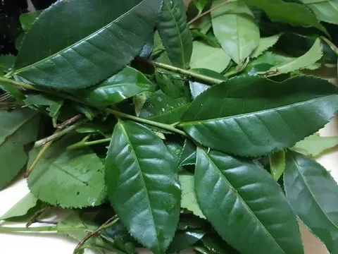 Đun nắm lá này, uống mát gan - thải độc dễ dàng