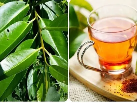 Nước vối cực tốt nhưng lại 'đại kỵ' 1 thứ, uống vào chỉ càng thêm bệnh