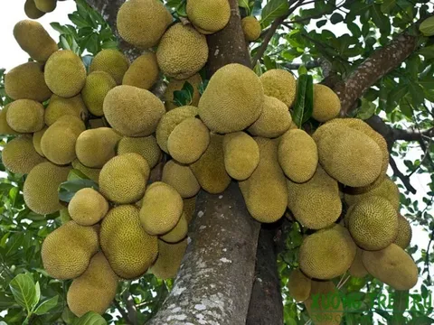 3 loại cây trồng trong nhà nên giữ lại, cây càng lâu năm càng mang lại nhiều tài lộc