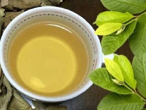 5 người này uống nước lá ổi là Thần Dược: Vừa trẻ, vừa khỏe, lợi đủ đường