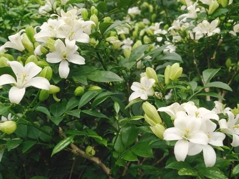 Loài hoa này được ví "quý như vàng", hương thơm nồng nàn khó cưỡng, nở liên tục trong 7 tháng liền