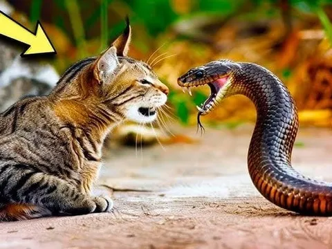 Mèo nhà rất lành nhưng rắn thấy là sợ, kể cả rắn độc: Hóa ra chúng có 1 thứ này