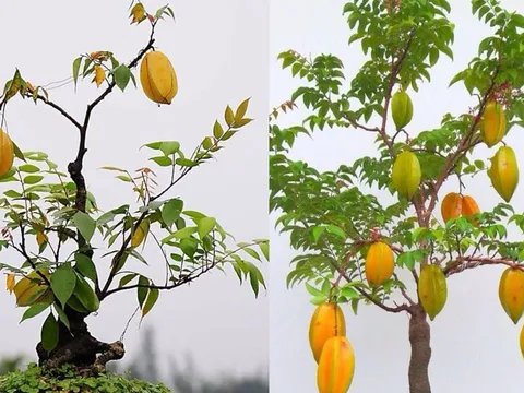 Vì sao phong thủy khuyên trồng cây khế trong nhà? Không hề mê tín mà nhiều ý nghĩa thực tế