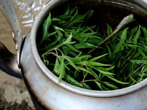 Uống nước lá đinh lăng cực hại với 2 người này, hãy tránh xa!